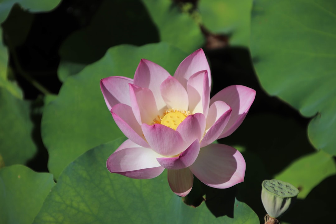 a pink lotus flower blooming in a pond