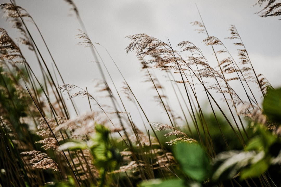 Tall grasses swaying in the wind under a cloudy sky.