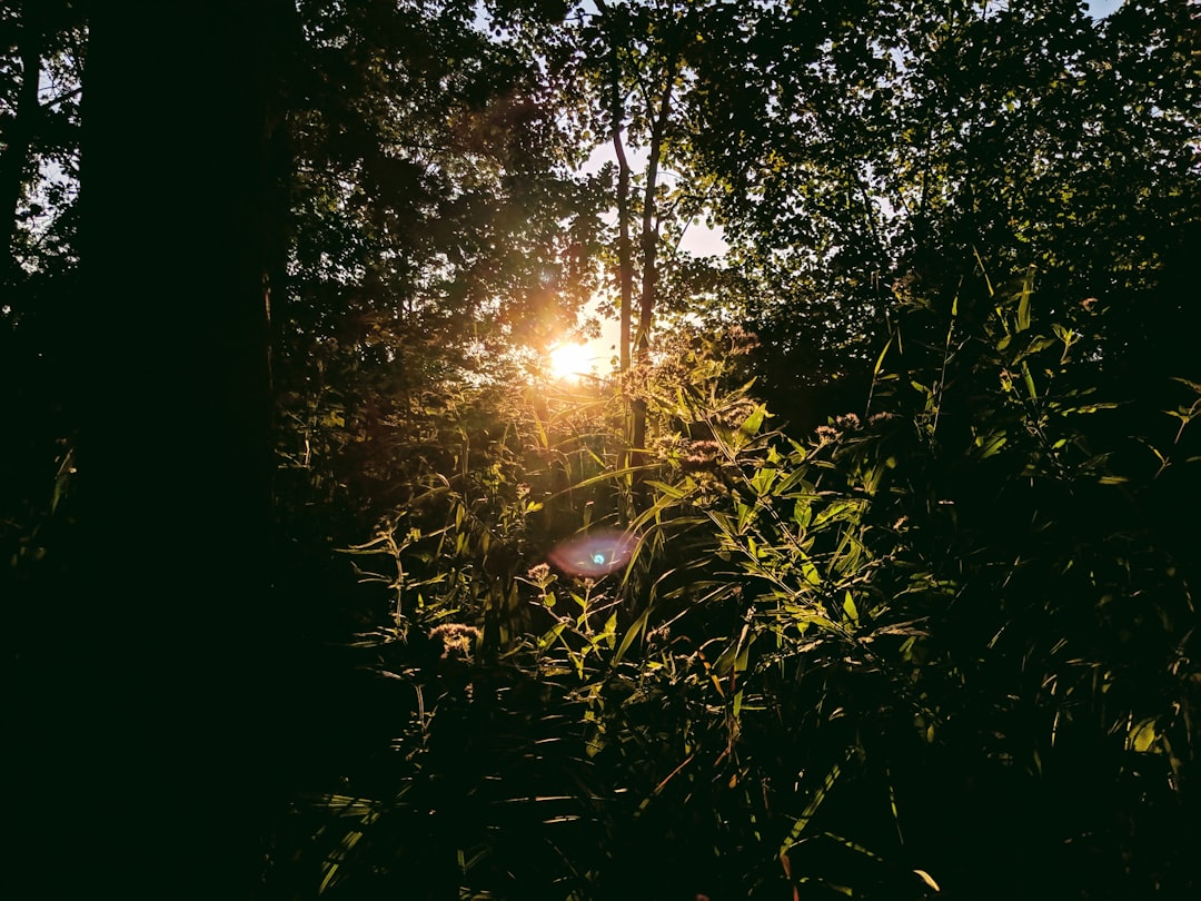 green-leafed trees