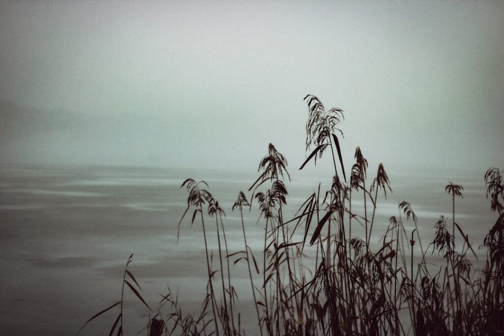 A black and white photo of tall grass