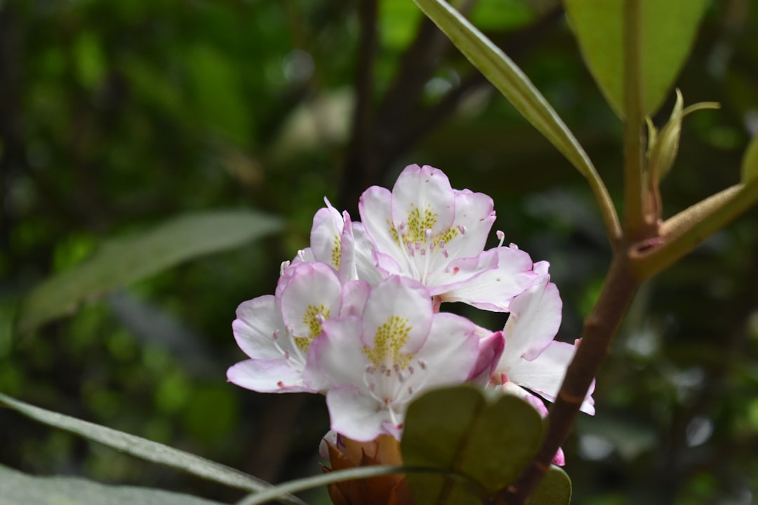 a close up of a flower on a tree branch