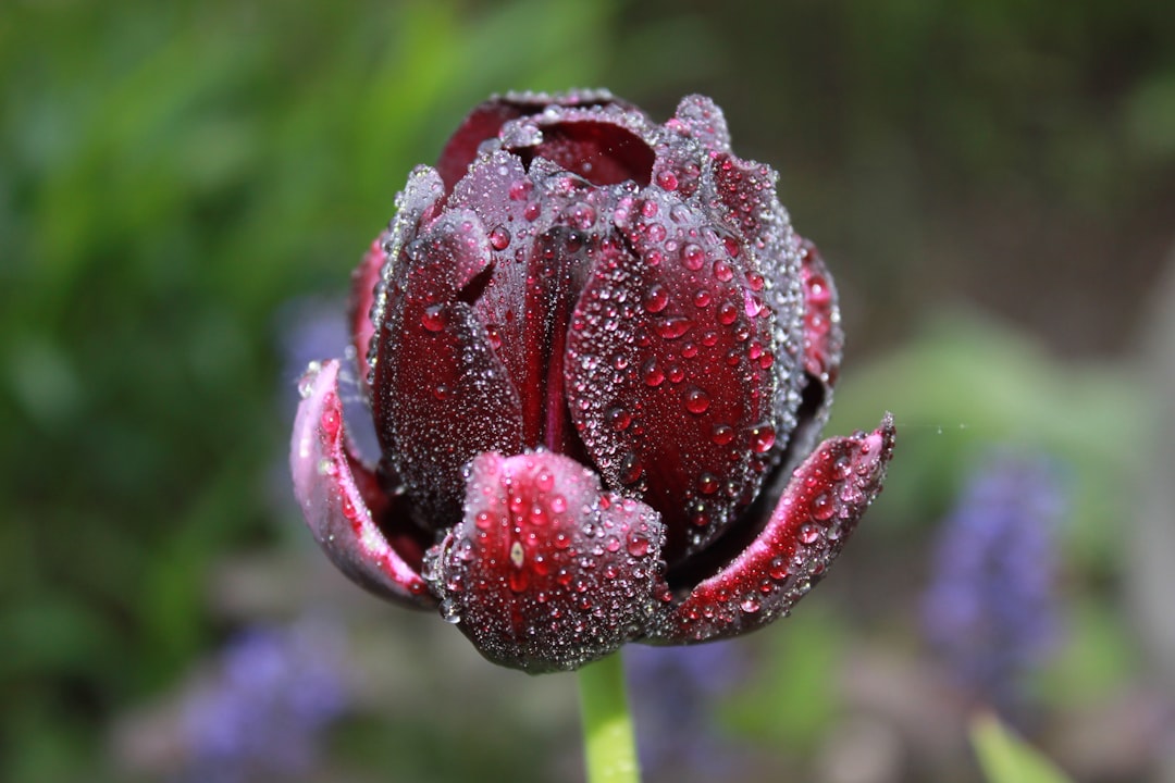 a close up of a flower with water droplets on it