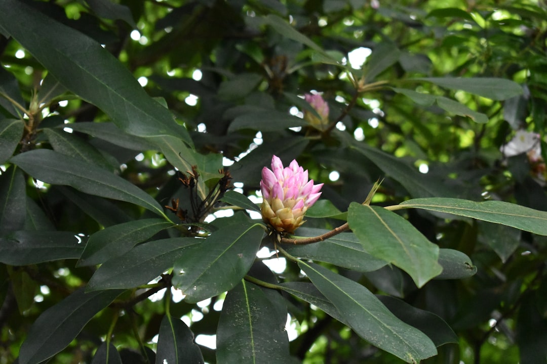 a pink flower is blooming on a tree branch